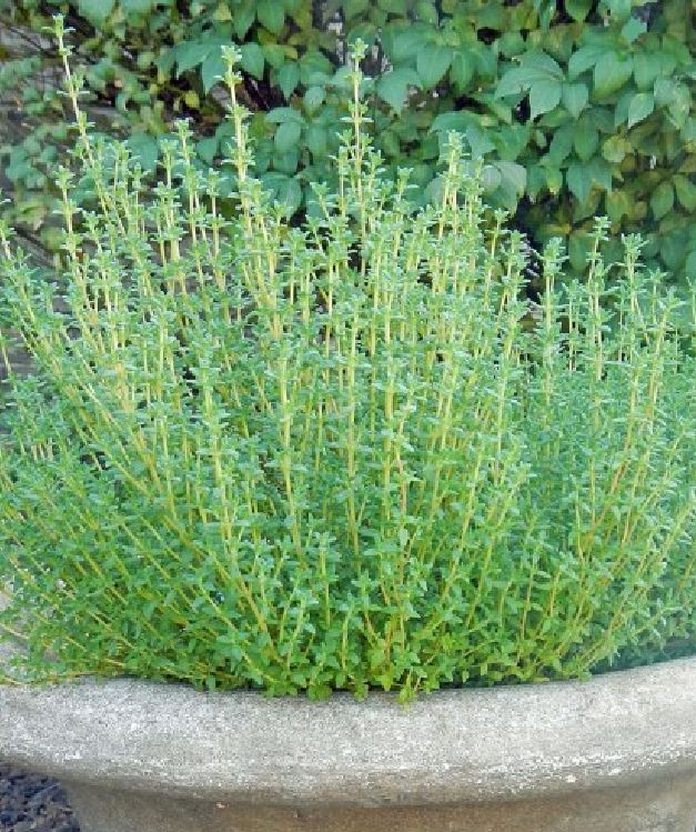 Thyme Seeds - 100 Seeds/Package