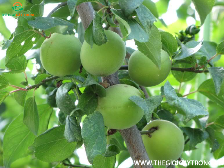 cây giống cây mơ chua quả vàng