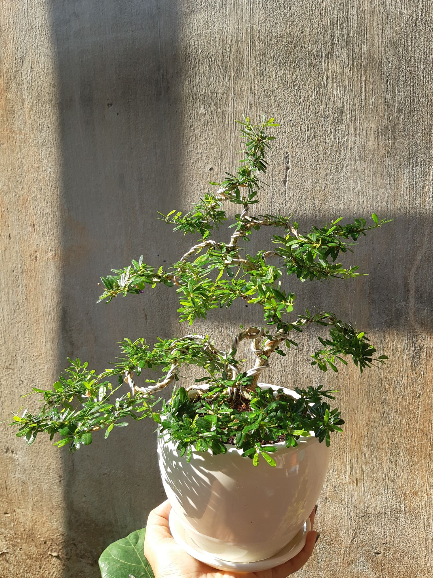 linh sam bonsai chậu đẹp