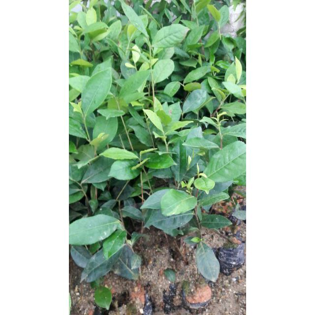 Combo 5 cây giống trà xanh