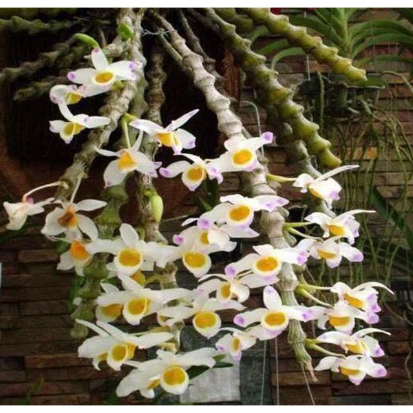 lan rừng Trúc phật bà bó 100g 75k(hàng đa than xuống lá)(lan hiếm nở vào dịp tết,mùa xuân)