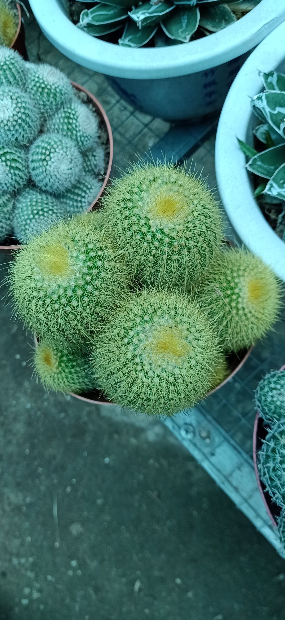 xương rồng chùm 02