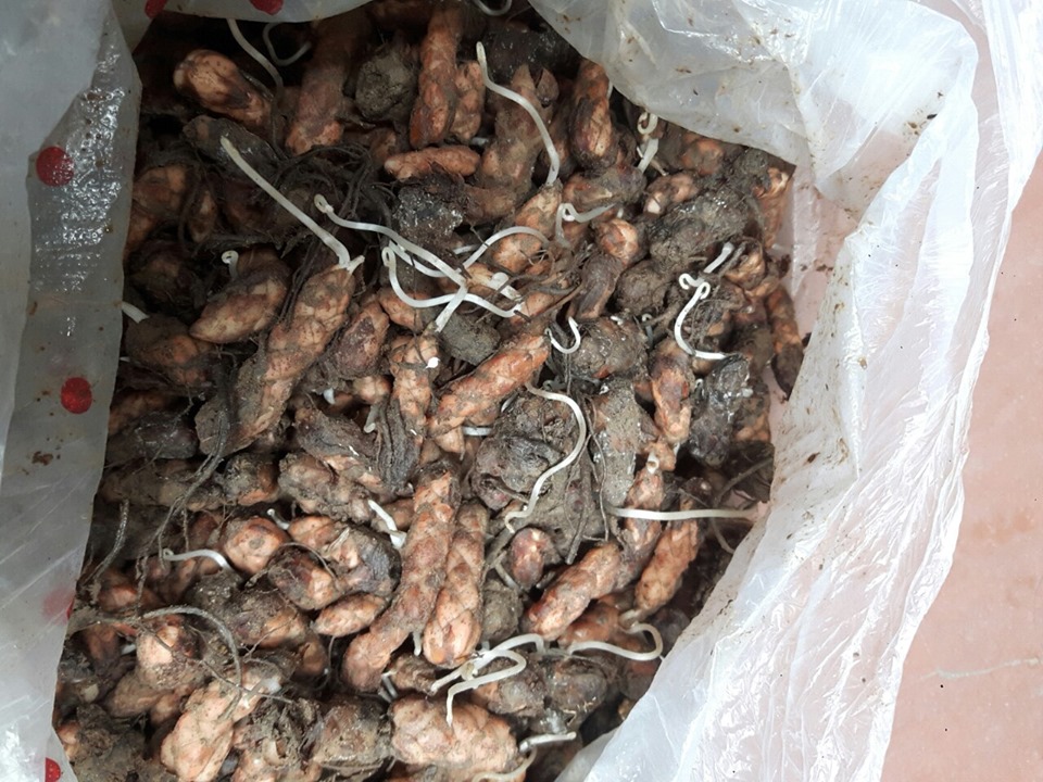 Set 50 Củ hoa bướm đêm lên 100%