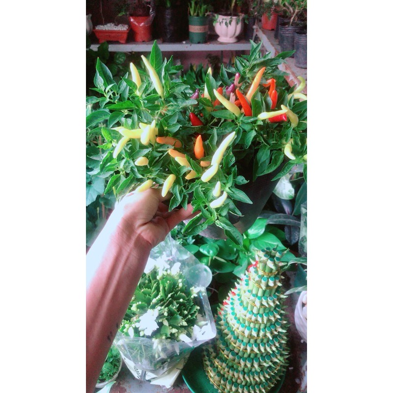 [HCM]Ớt Ngũ Sắc