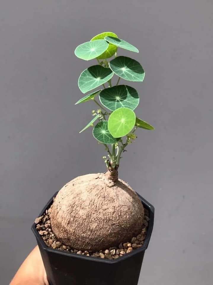 Củ Bình Vôi vừa ĐẸP lại GIÚP NGỦ NGON