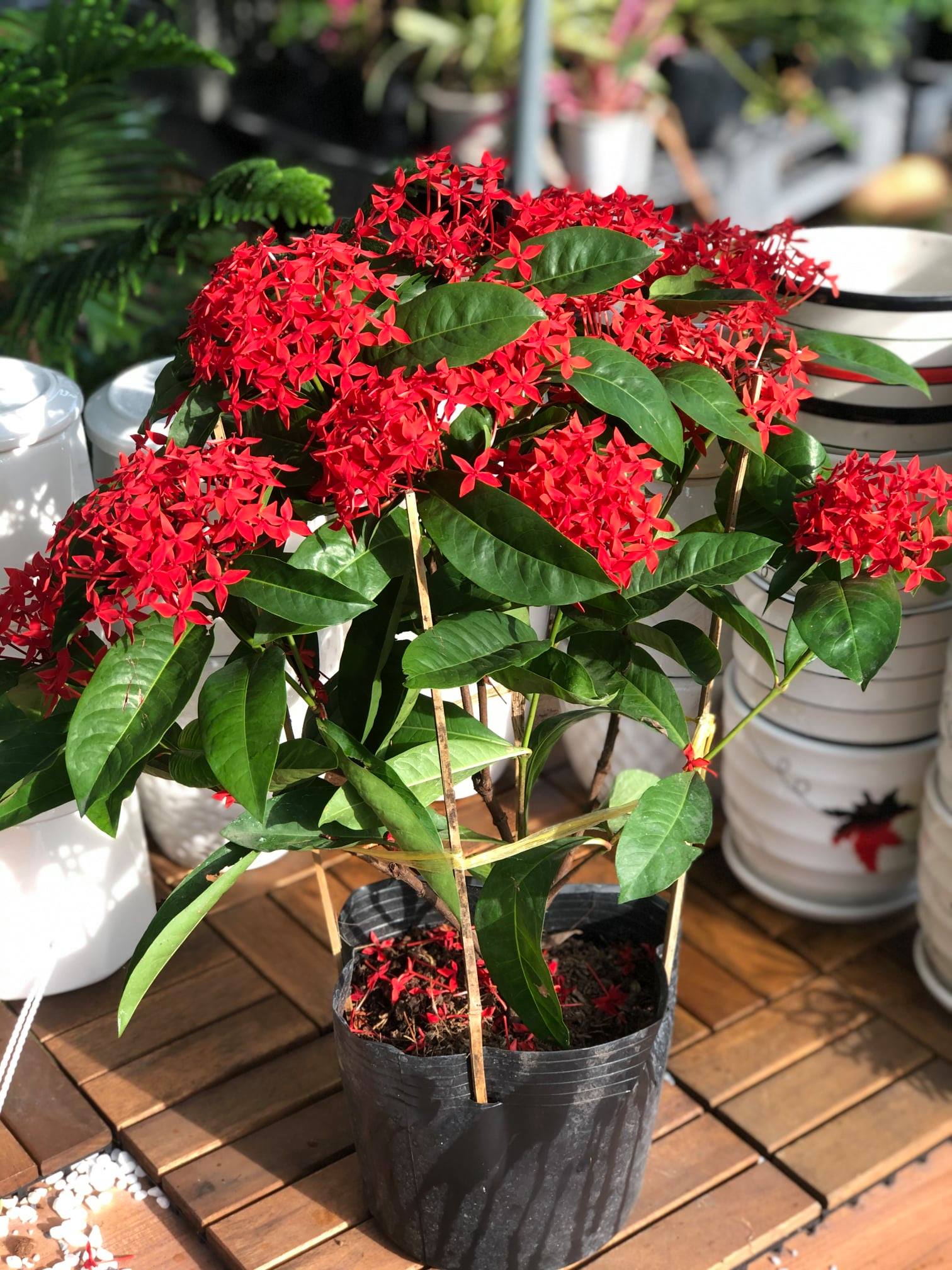 Cây hoa Trang Mỹ màu đỏ