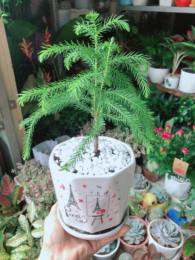 Chậu Cây Tùng Bồng Lai