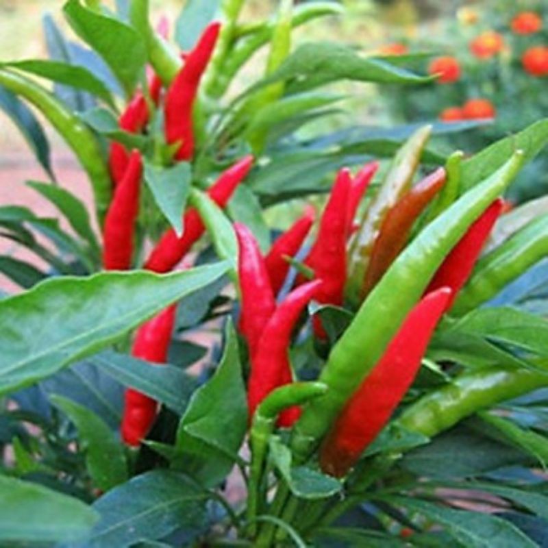 100H - Hạt Giống Ớt Chùm Chỉ Thiên F1