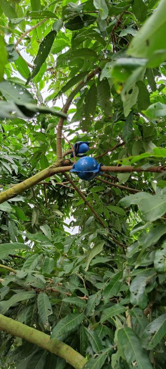 Bầu Chiếc Cành Thông Minh Kích Thước Đường Kính 4cm