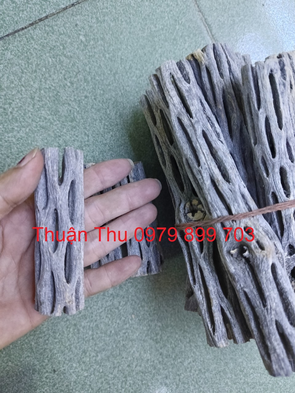 Lũa cholla (lũa xương rồng) trang trí hồ tép