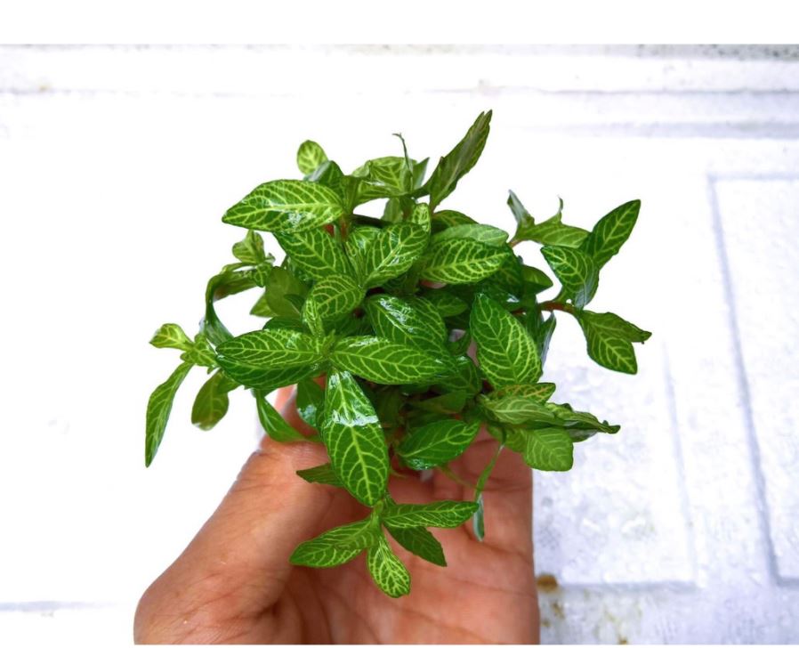 Cây Sunset - Cây cắt Cắm - Cây thủy sinh hậu cảnh