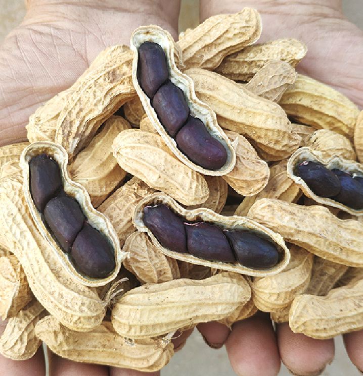 Hạt giống lạc đen kokuma - 15gr/gói