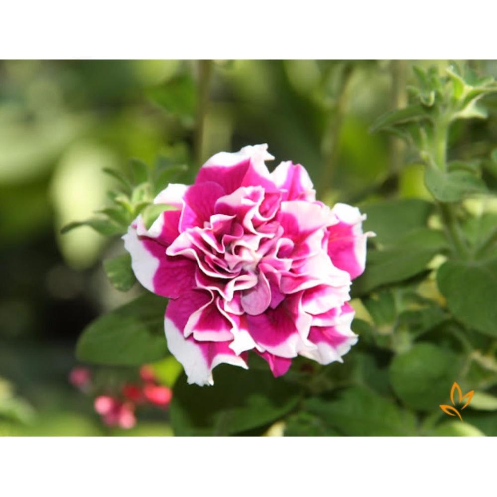 Hạt Giống Hoa Dạ Yến Thảo Kép