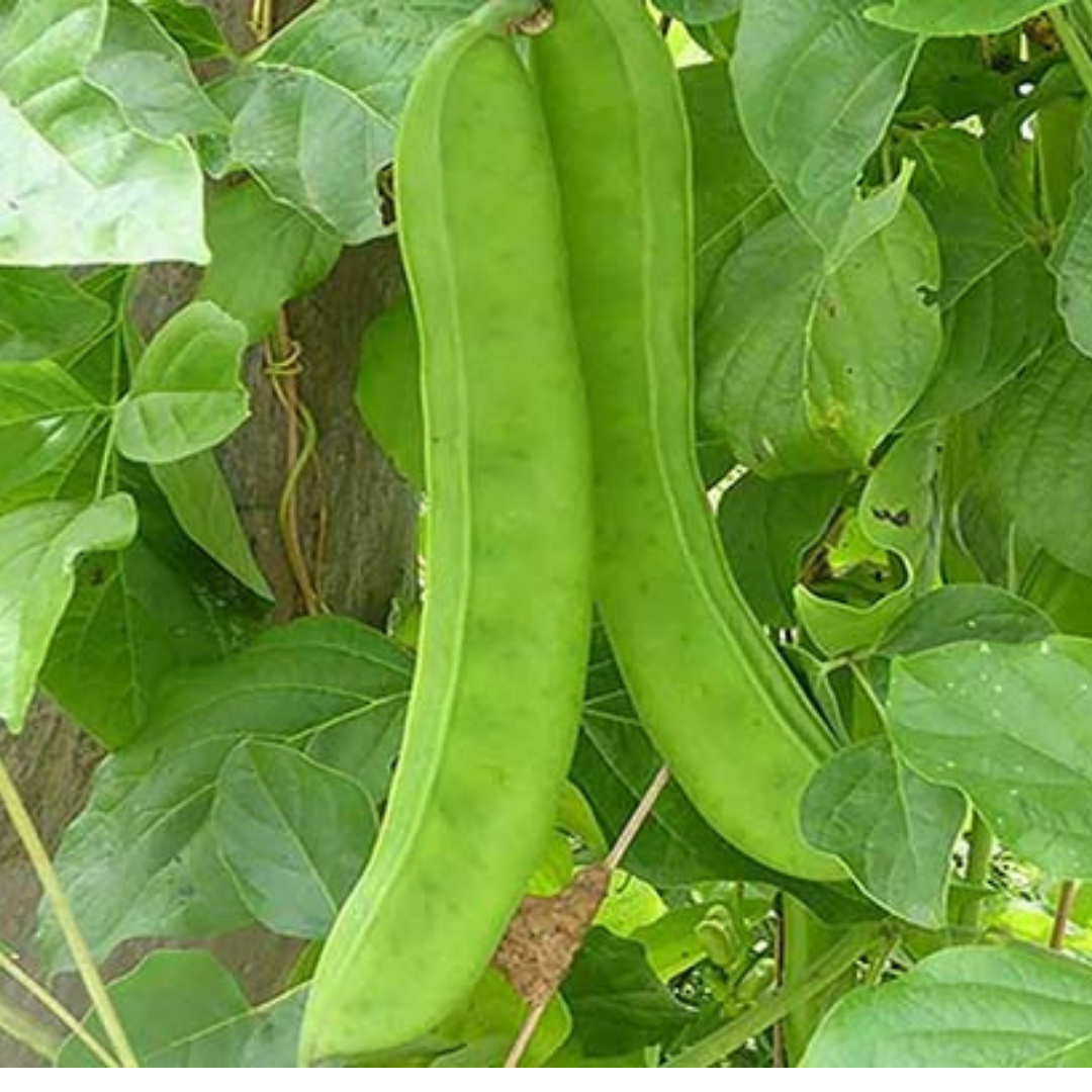 Hạt giống đậu kiếm . Gói 10 hạt