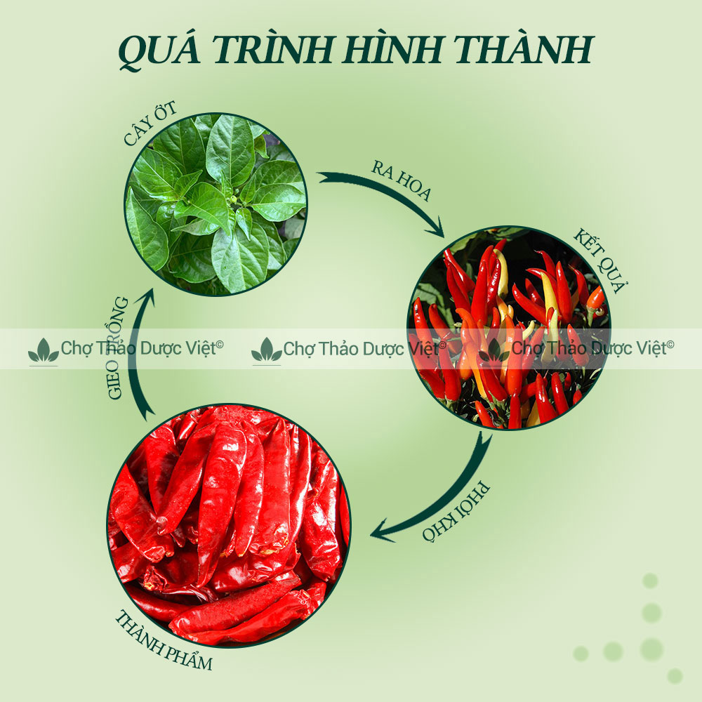 Ớt khô 100g ( Ớt nguyên quả khô, cay nồng, gia vị lẩu cay) - Chợ Thảo Dược Việt