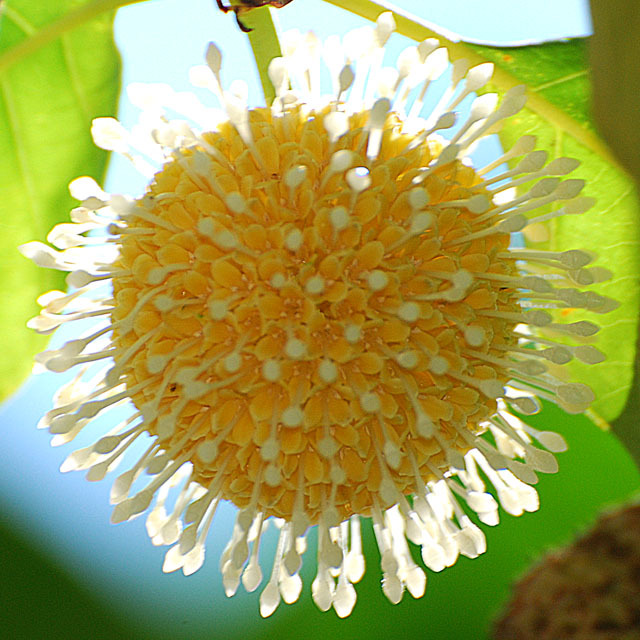 Cây giống Gáo - gáo trắng,gáo vàng,gáo tròn