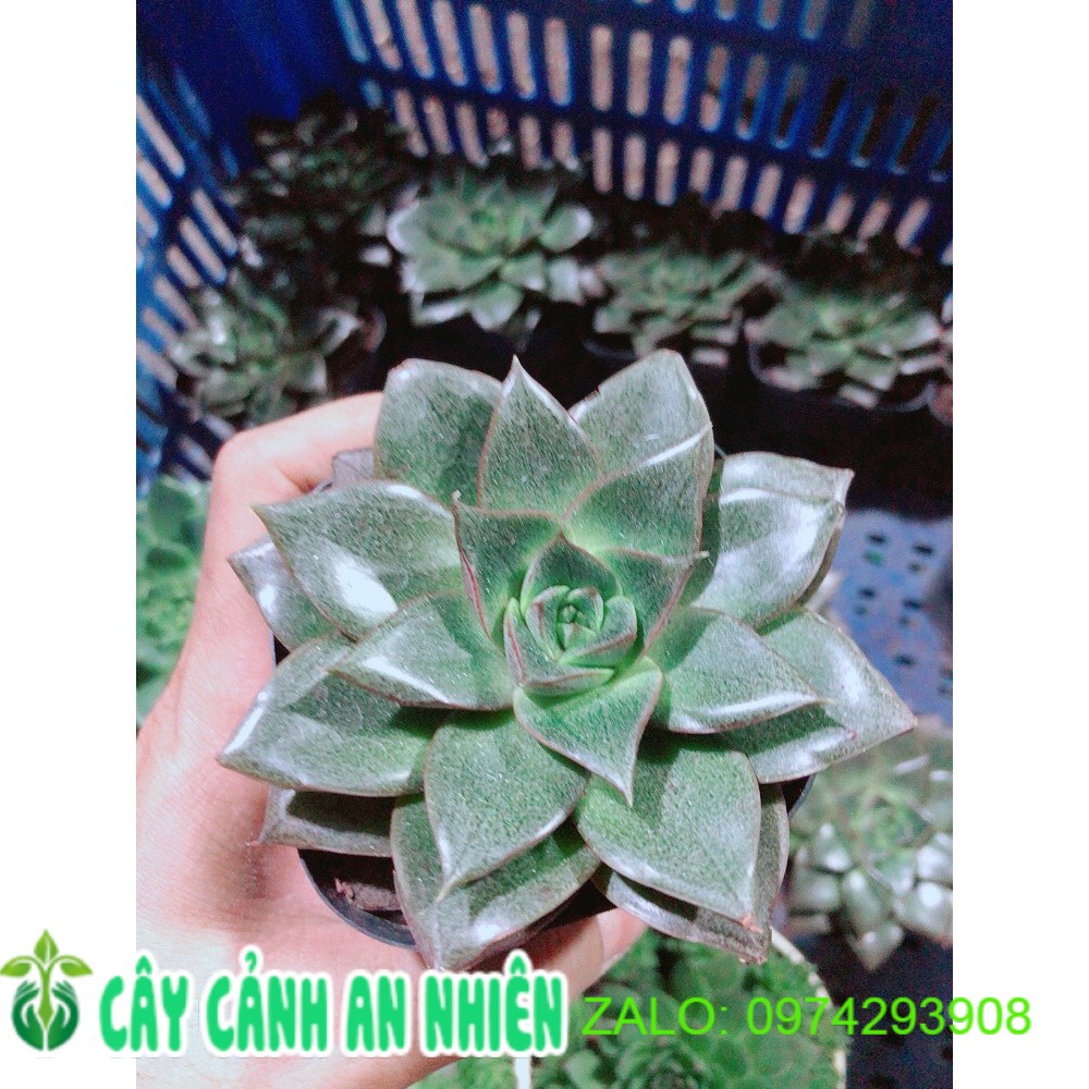 Sen đá nâu kèm chậu sứ