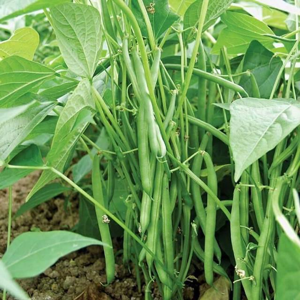 Hạt giống đậu Cove hạt trắng dạng bụi - 20GR
