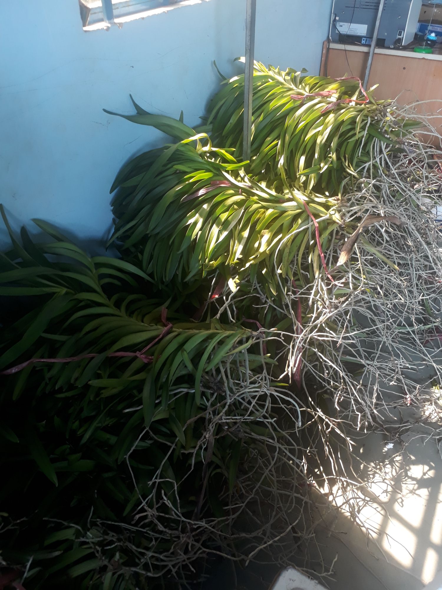 2 Cây Lan Giống Mokara  Màu Đỏ (cây cao 50-60 cm)