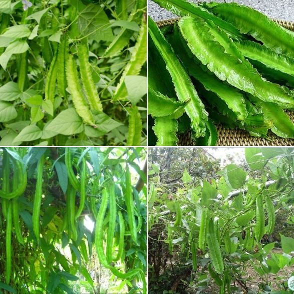 Túi 5 Gr Hạt giống đậu rồng