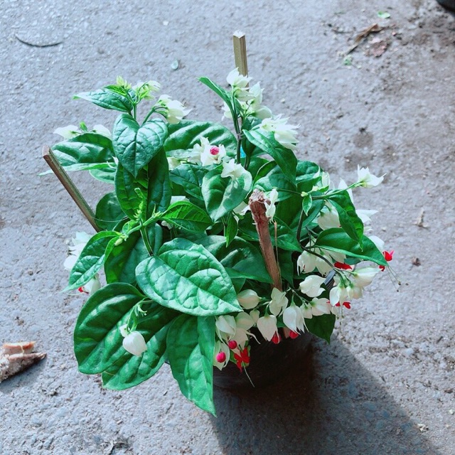 Cây Ngọc Nữ