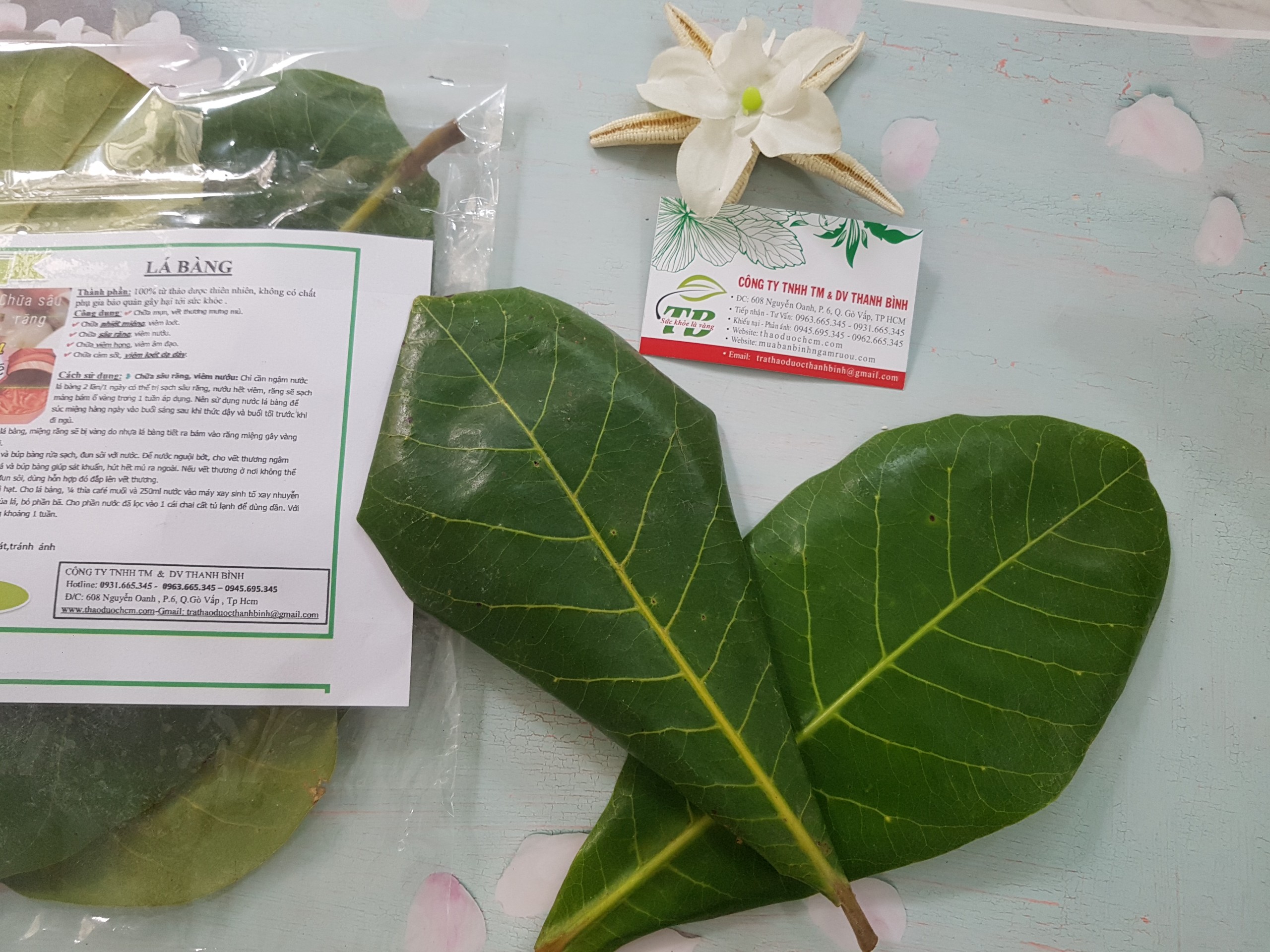 Lá Bàng  Tươi 1KG - Dược Liệu Thanh Bình