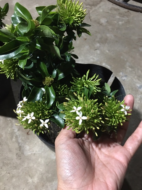 Hoa mẫu đơn màu trắng siêu hoa