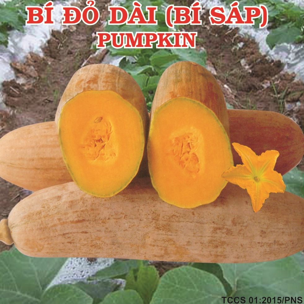 [HCM]10 Hạt giống bí đỏ dài bí sáp