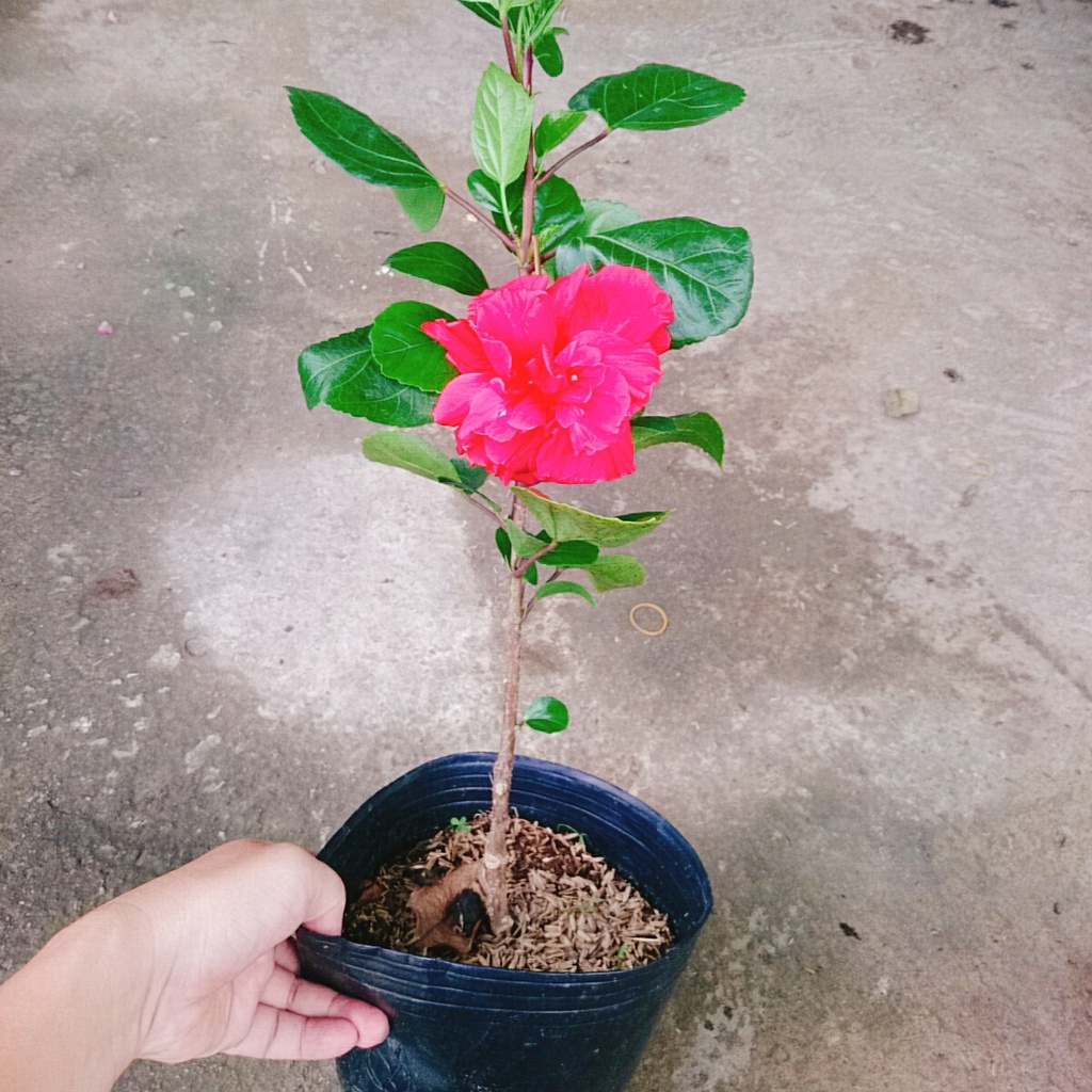 Hoa Dâm Bụt Thái - (cánh kép, giống mới)