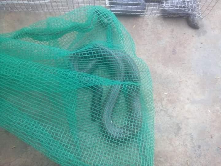 lồng bẫy rắn dài 75cm (dây rút)