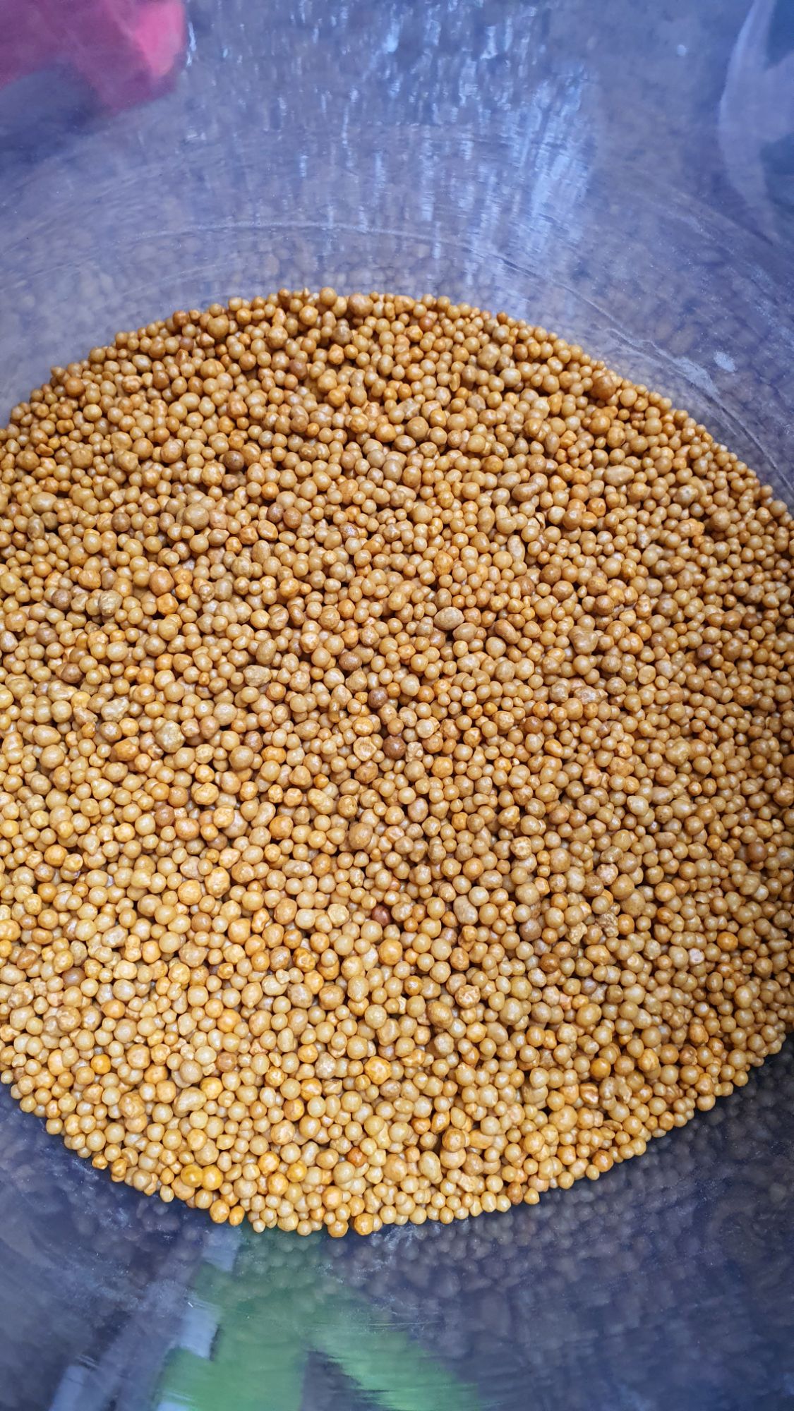 Phân tan chậm NPK 14 14 14 Oscomote NK Mỹ