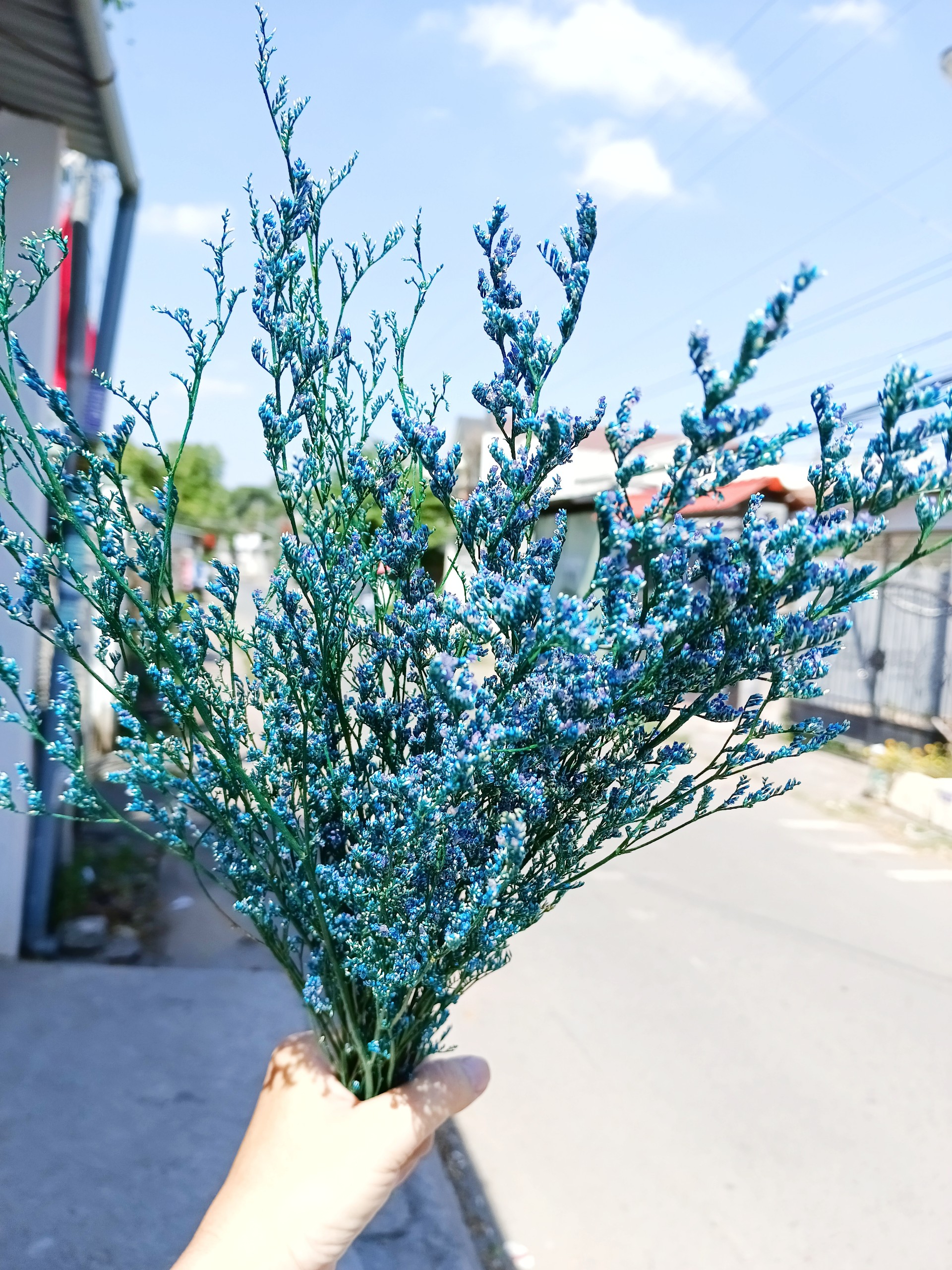 hoa khô - sao đuôi công - trang trí phối hoa