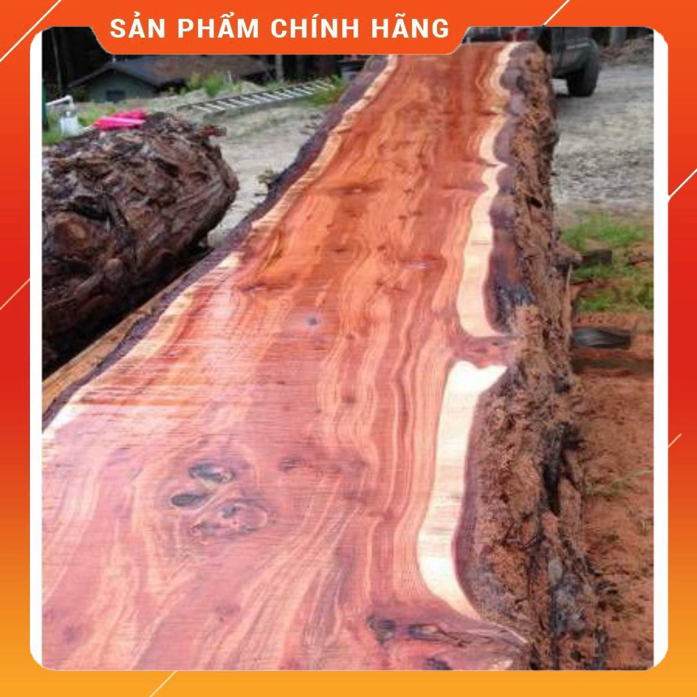 Cây giống đàn hương trắng ấn độ (Dòng F1)