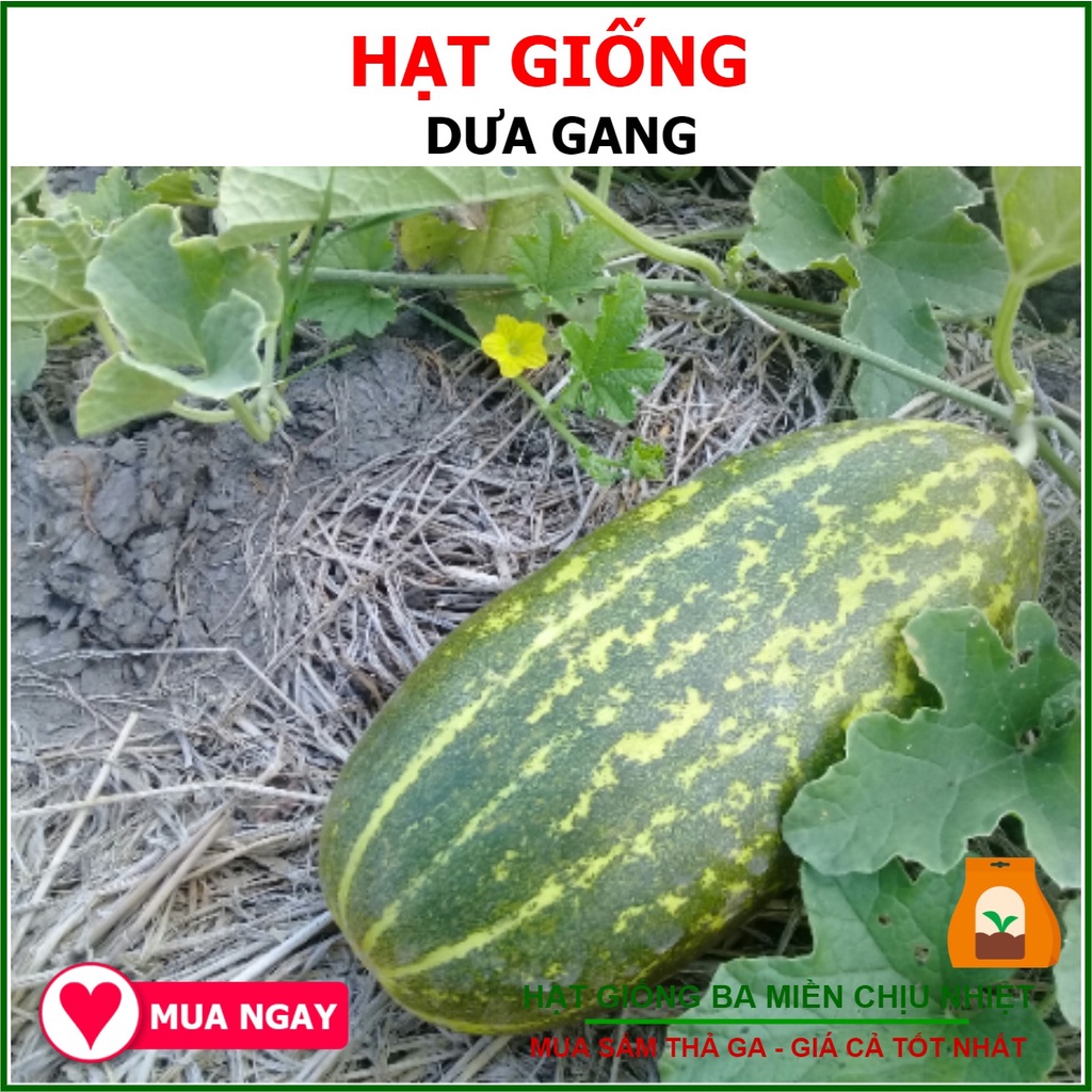 Hạt giống dưa gang f1 rạng đông 1 gram
