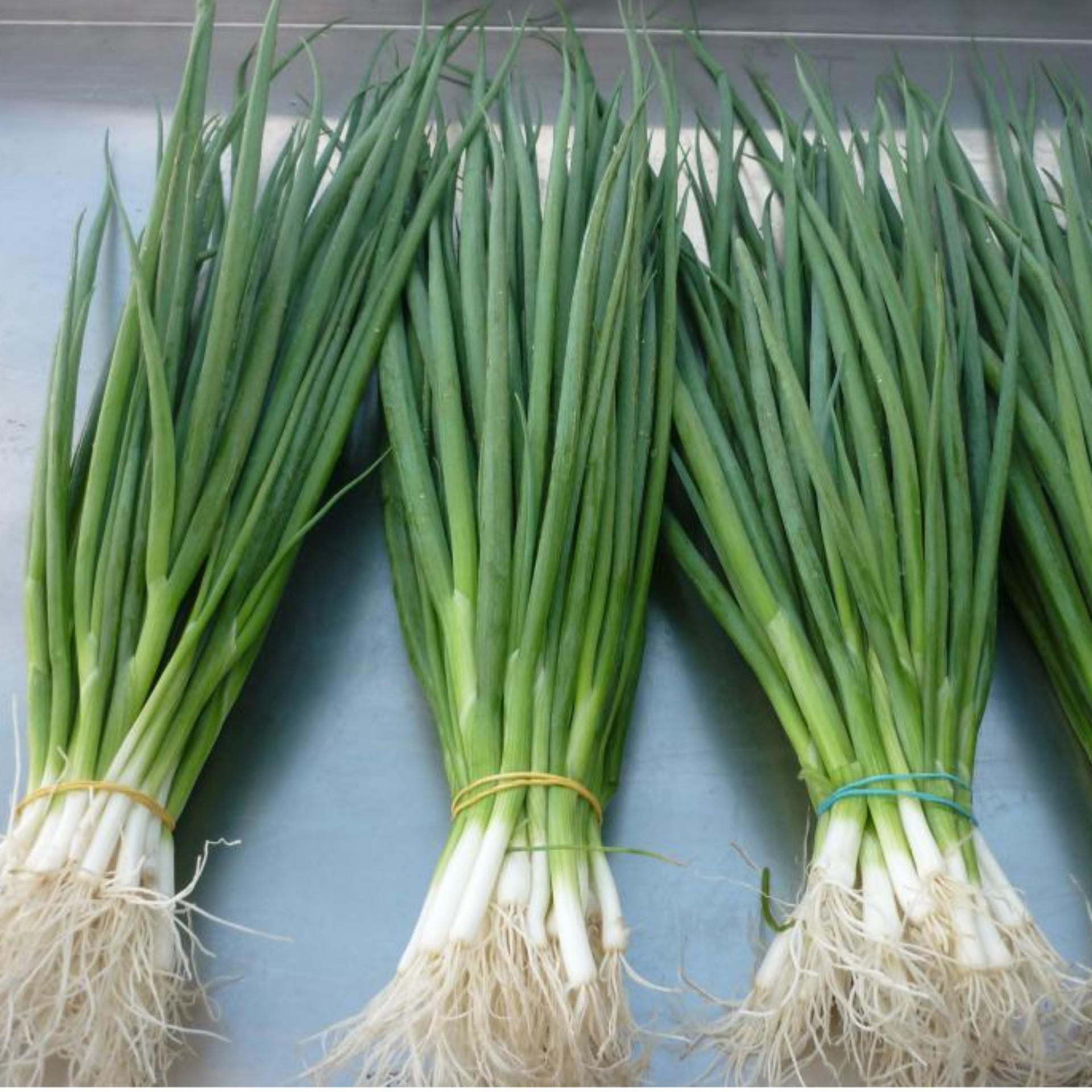 1g Hạt giống Hành lá