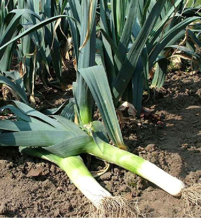 "Gói 1Gr-200 "Hạt Giống Tỏi Tây ( Hành Boa Rô ) [Seeds]