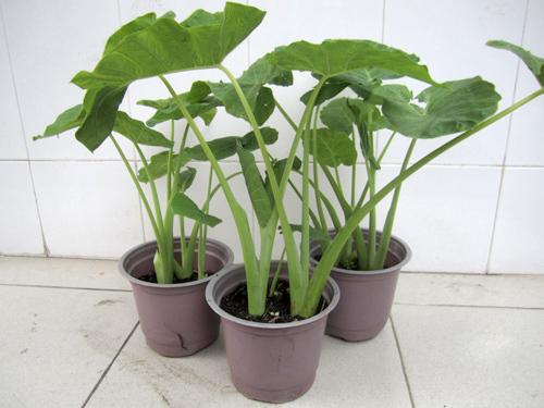 Dọc mùng - chậu rau giống