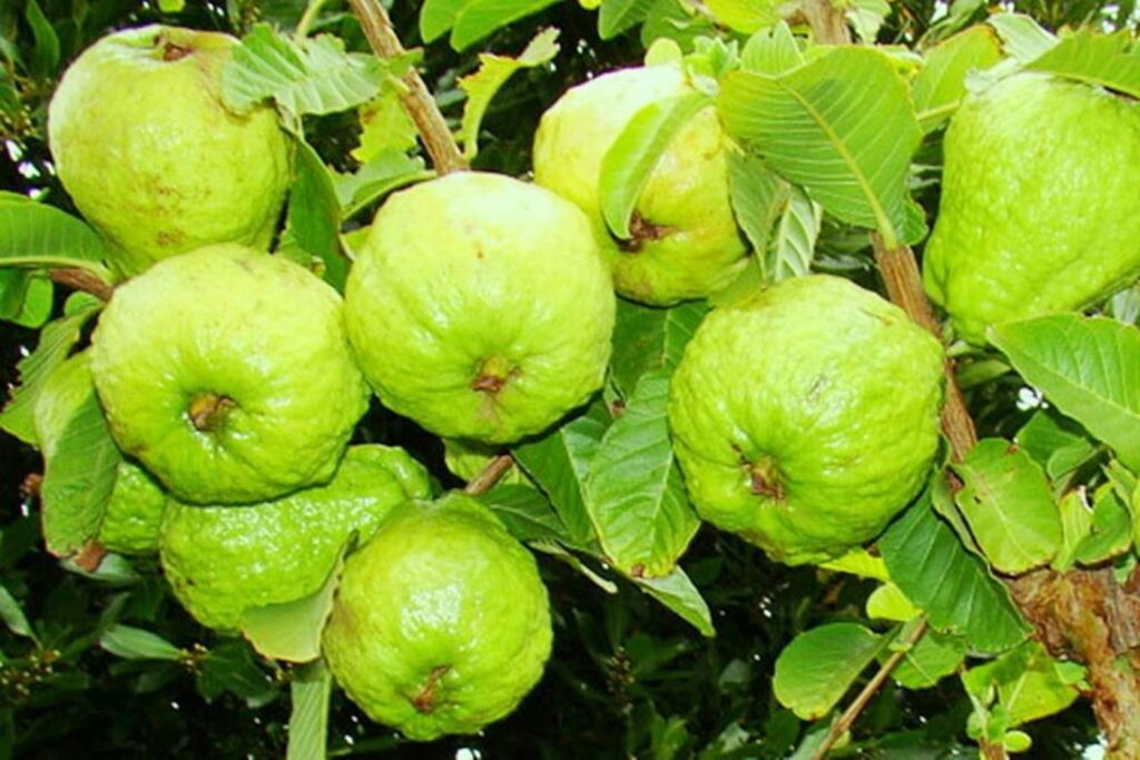 CÂY GIỐNG ỔI GĂNG