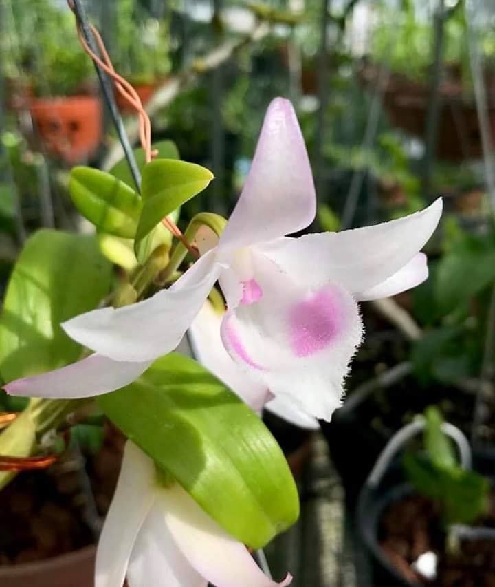 Phi điệp 6 mắt hàng giống