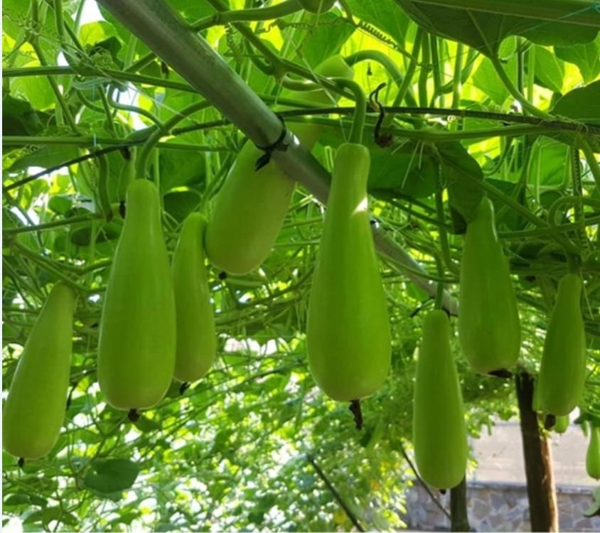 Hạt giống Bầu xị