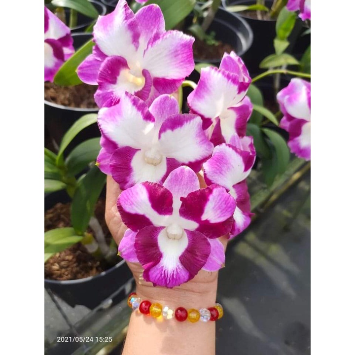 HOA LAN DEN LAI CAT MẮT RỒNG ĐỎ
