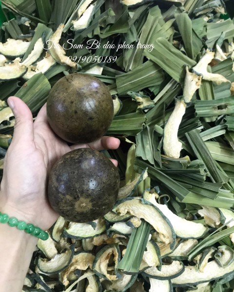 TRÀ LÁ NẾP TÂY BẮC ( Trà Lá Dứa/ Lá Thơm/ Lá Cơm Nếp)
