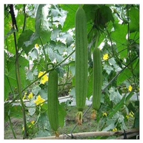 Túi 20 Hạt Giống Mướp Hương Siêu Quả F1. Loại Dễ Trồng - Giá Khuyến Mại