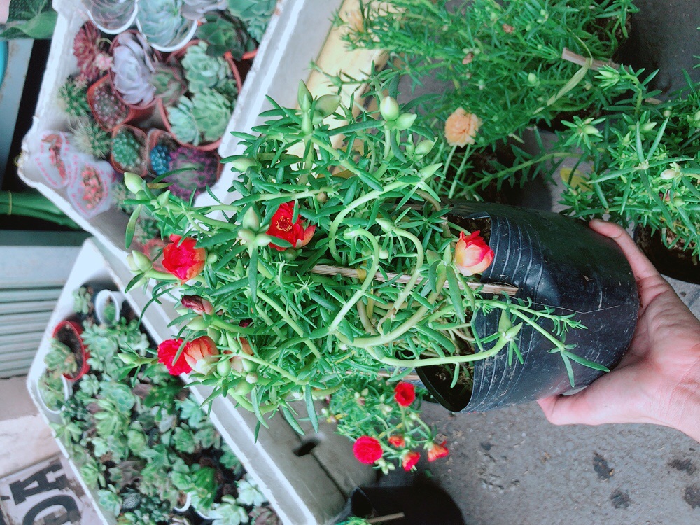 Hoa mười giờ mỹ (3 màu)