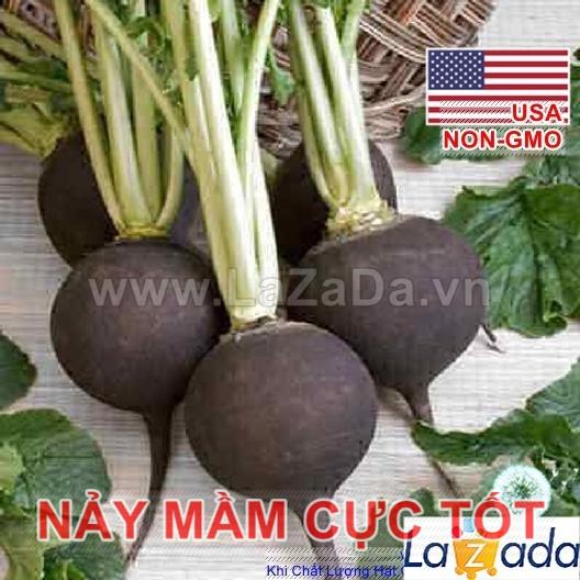20h Hạt Giống Củ Cải Đen Black Spanish Cay Cay (A1.305| C30*W64*M177)