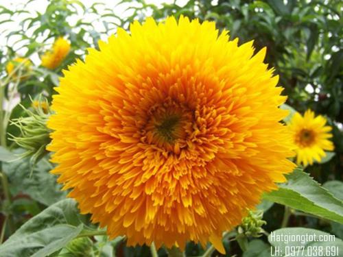 Hạt giống hoa hướng dương bông xù dễ trồng - ( 1 gói 30 hạt )