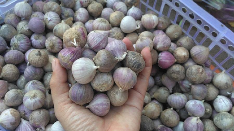 1Kg Tỏi Cô Đơn Phan Rang làm tỏi đen