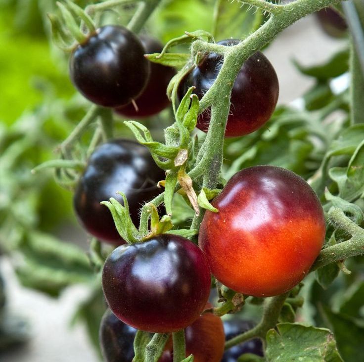 [HCM]Hạt giống Cà chua cherry đen