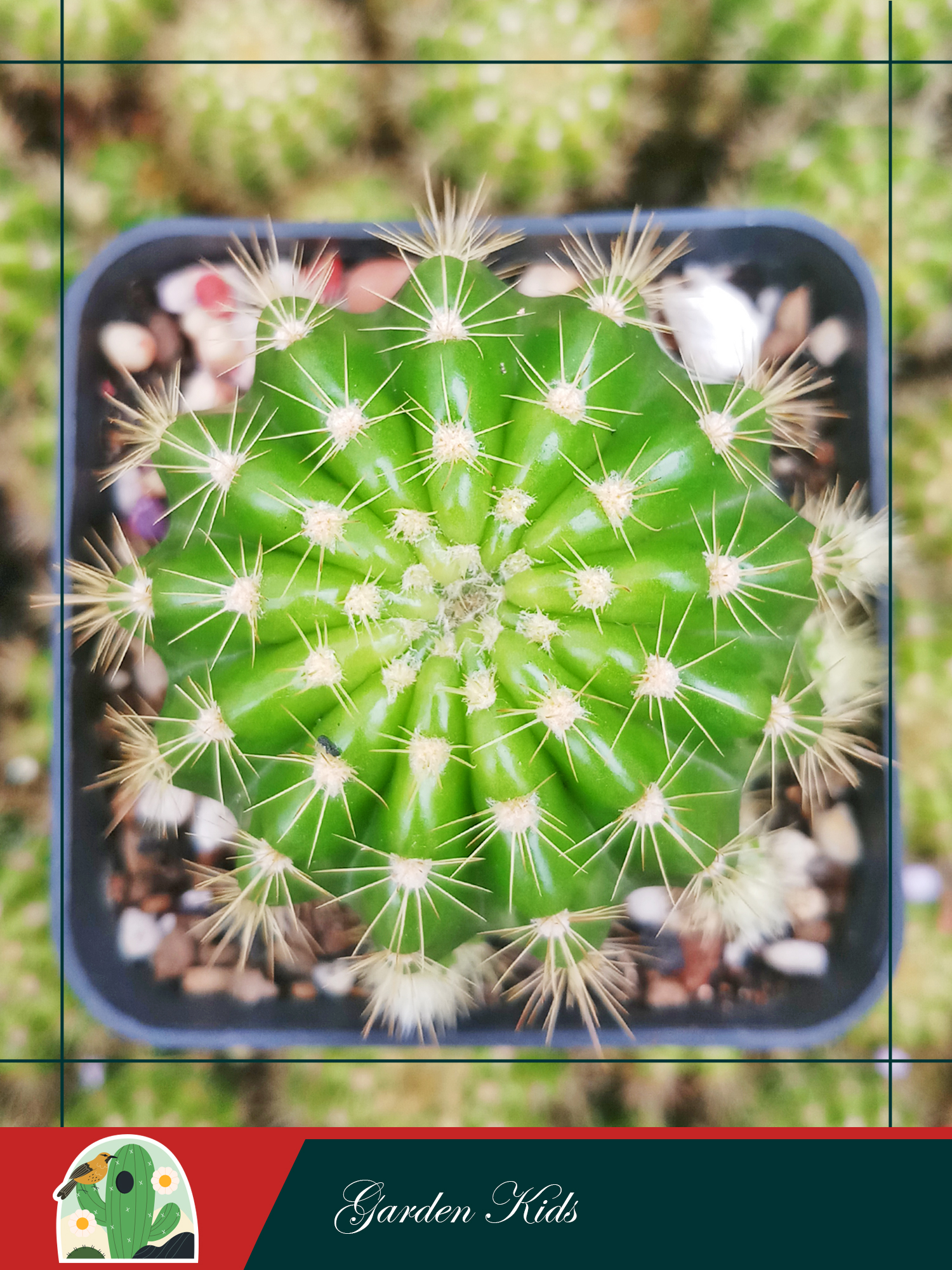 Xương rồng bí xanh - bá tử (Echinopsis Calochlora)
