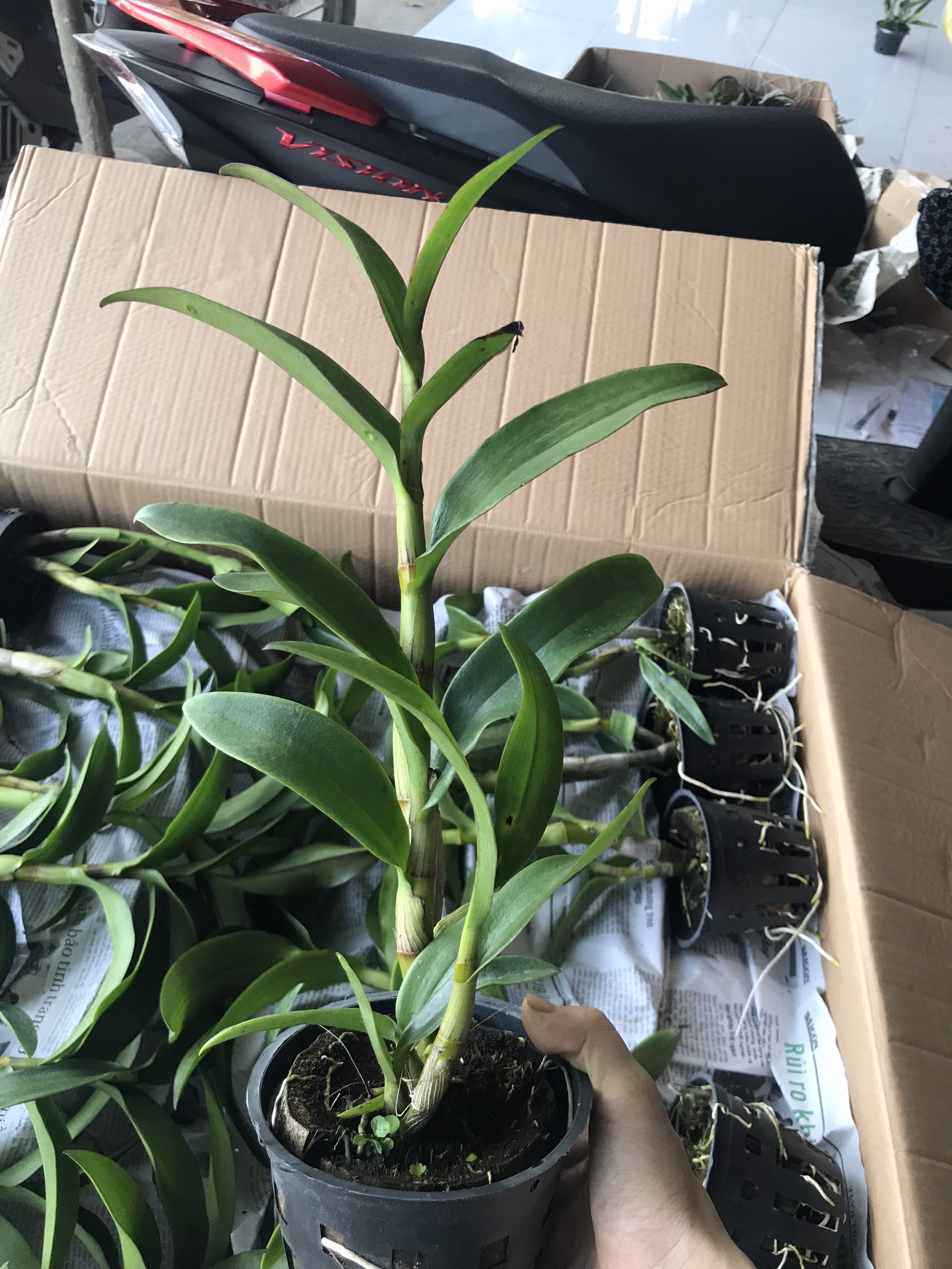 Denrro nắng xưa huyết long